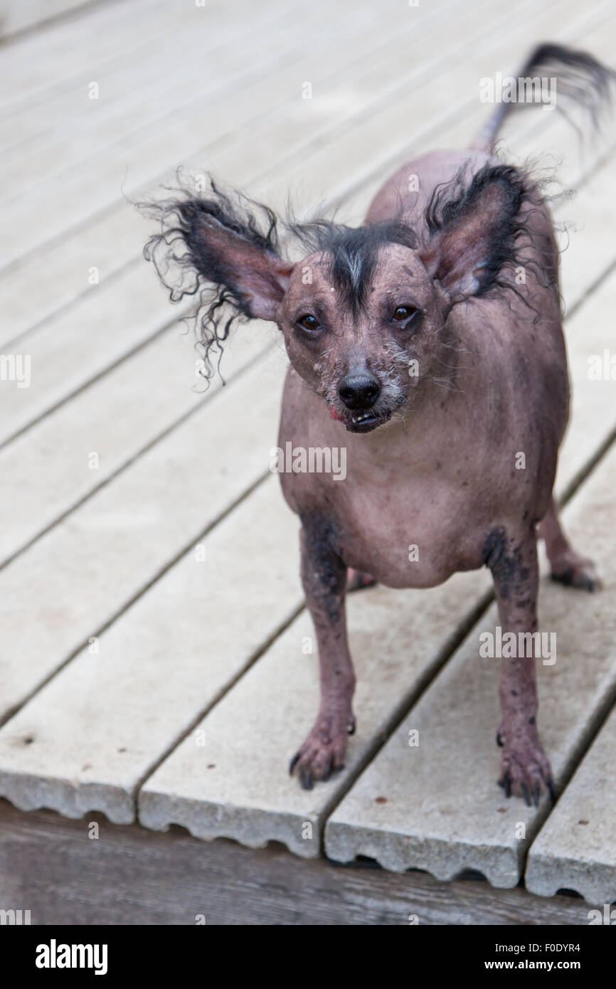 A very old hairless Chinese Crested dog.  The Chinese Crested breed are frequent winners of the ugliest dog contest. Stock Photo