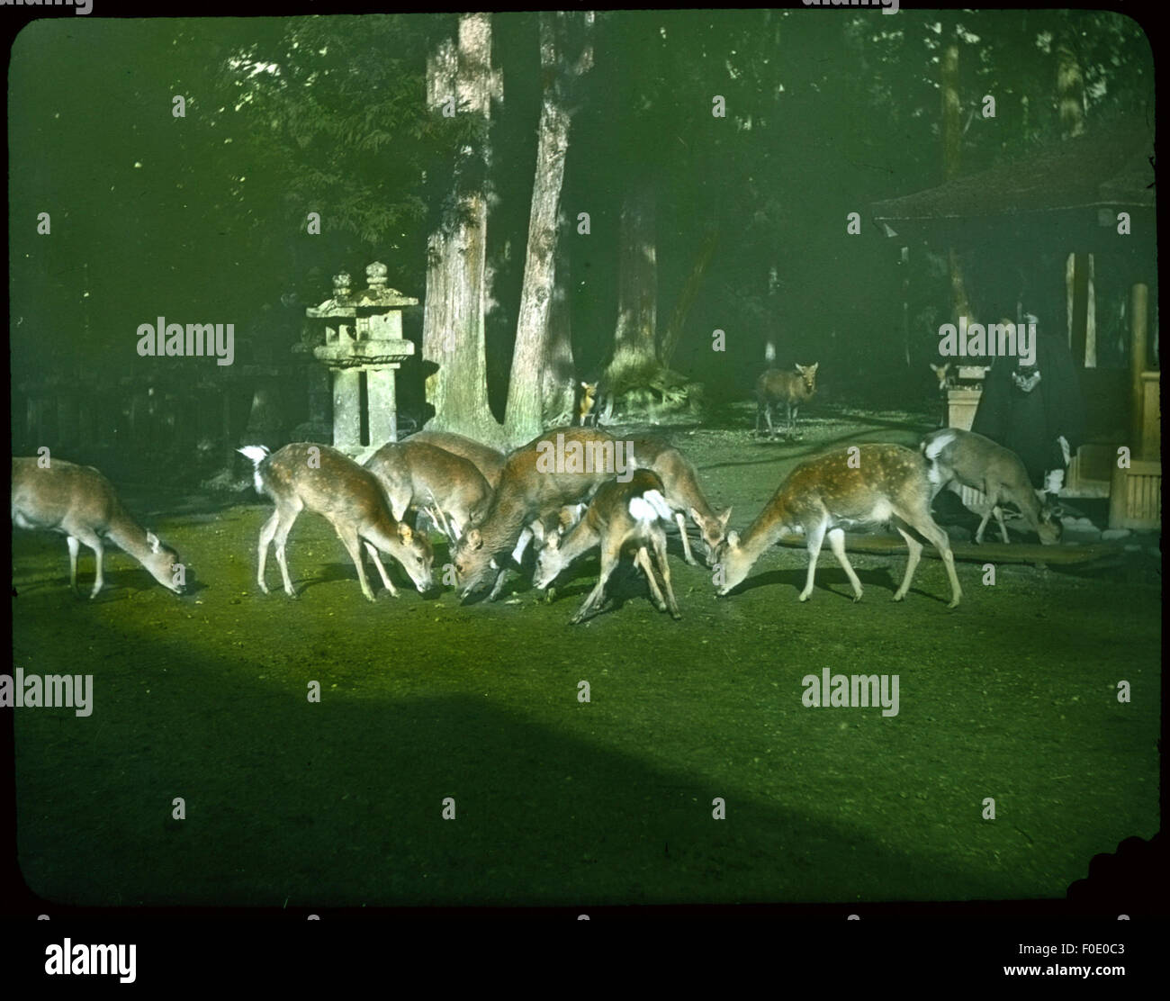 Group of deer feeding on lawn in wooded garden; stone Stock Photo - Alamy