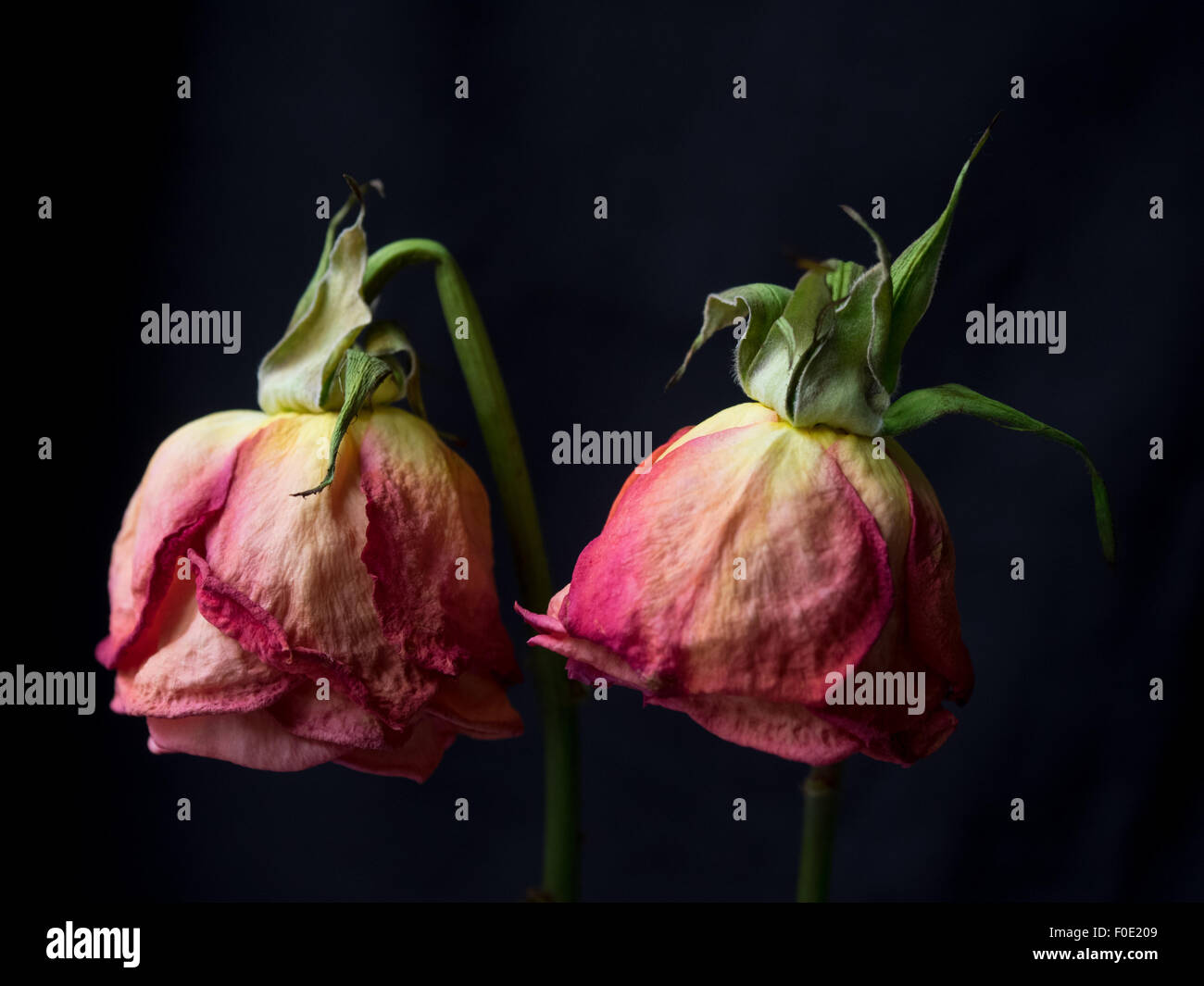 Wilt flower hires stock photography and images Alamy