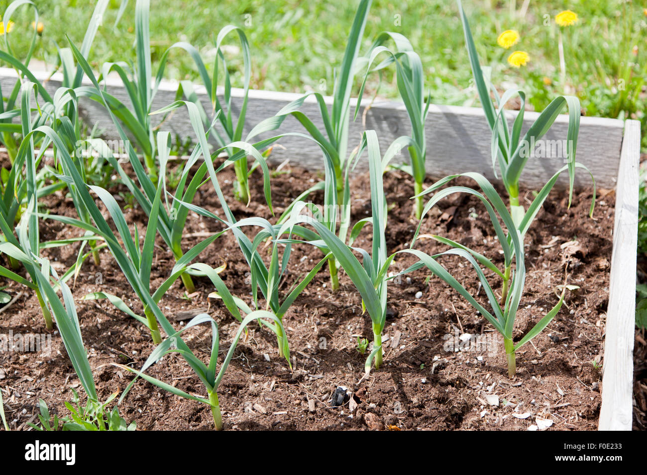 Rows of garlic greens growing out of mulch like soil in a raised garden