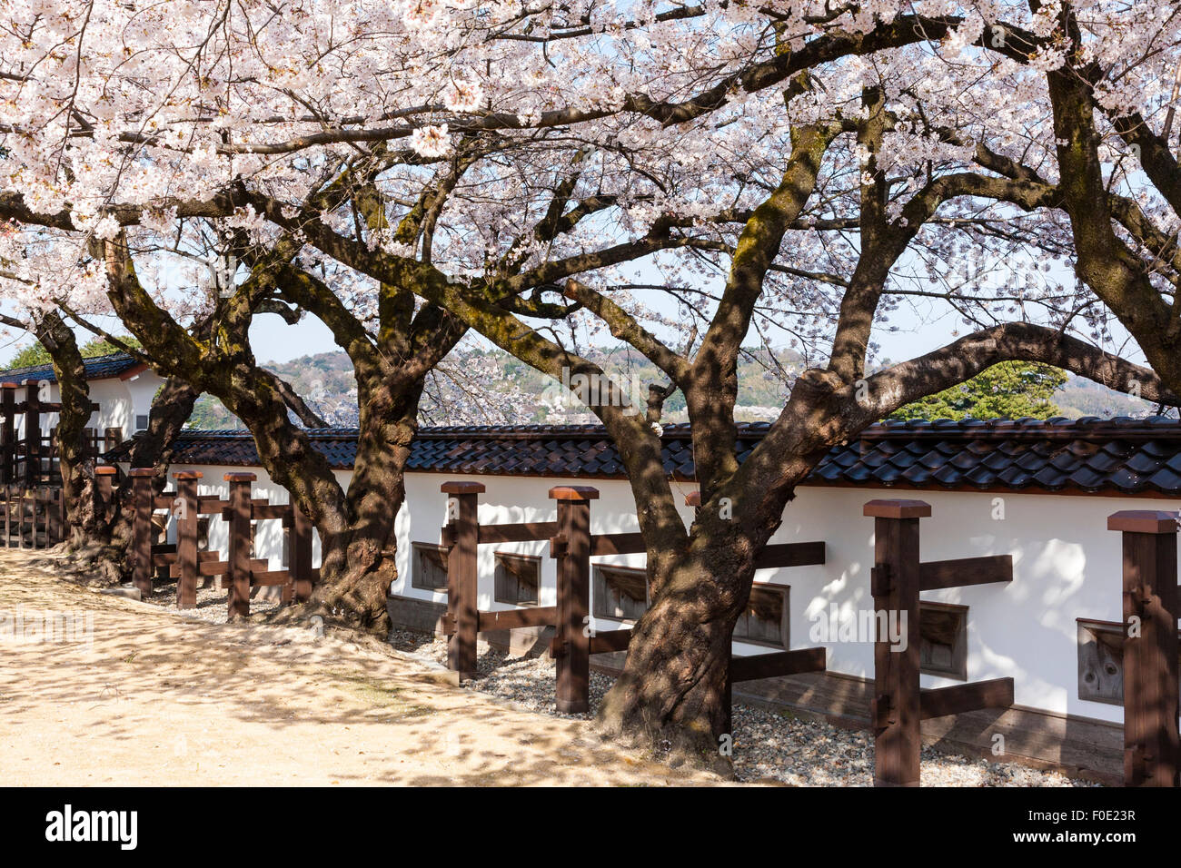 Japan, Kanazawa. Castle. Reconstructed Dobei wood and white plaster roofed wall with firing slots under flowering cherry blossoms trees. Springtime. Stock Photo