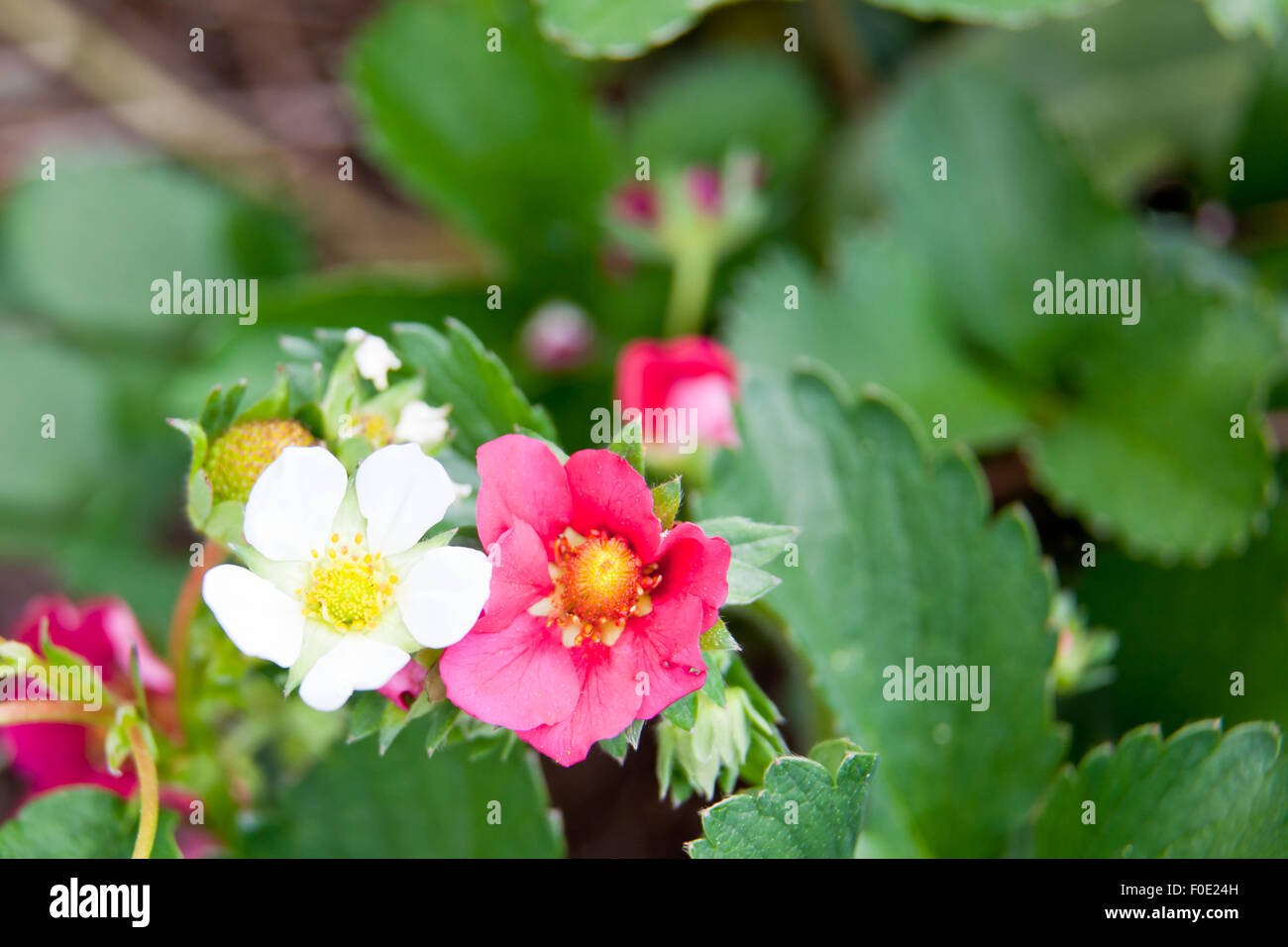 A white June bearing strawberry bloom next to a pink ever bearing