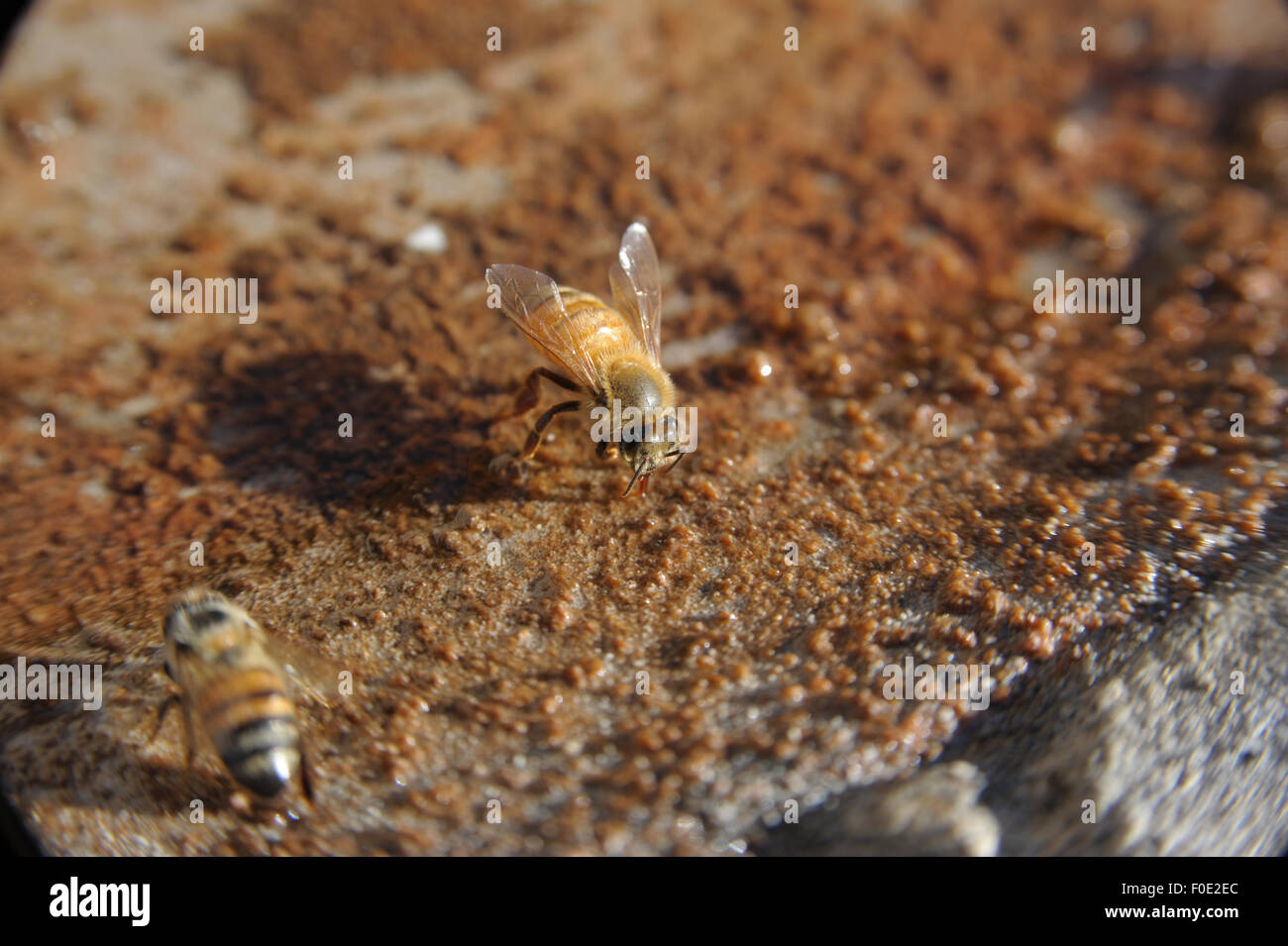 Bee drinking water in a birdbath Stock Photo