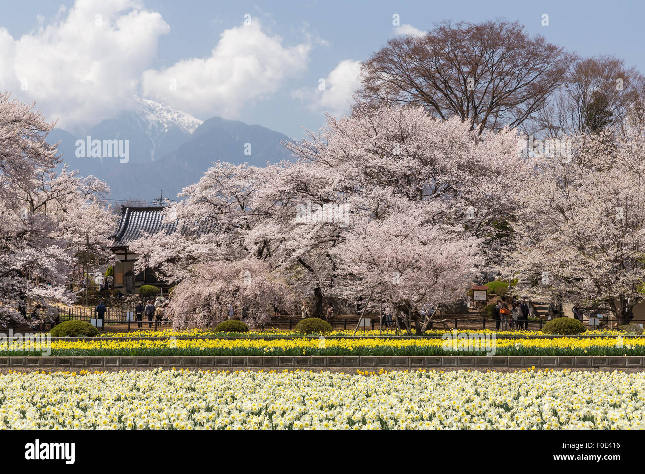 Cherry trees and snow capped mountain in Japan Stock Photo