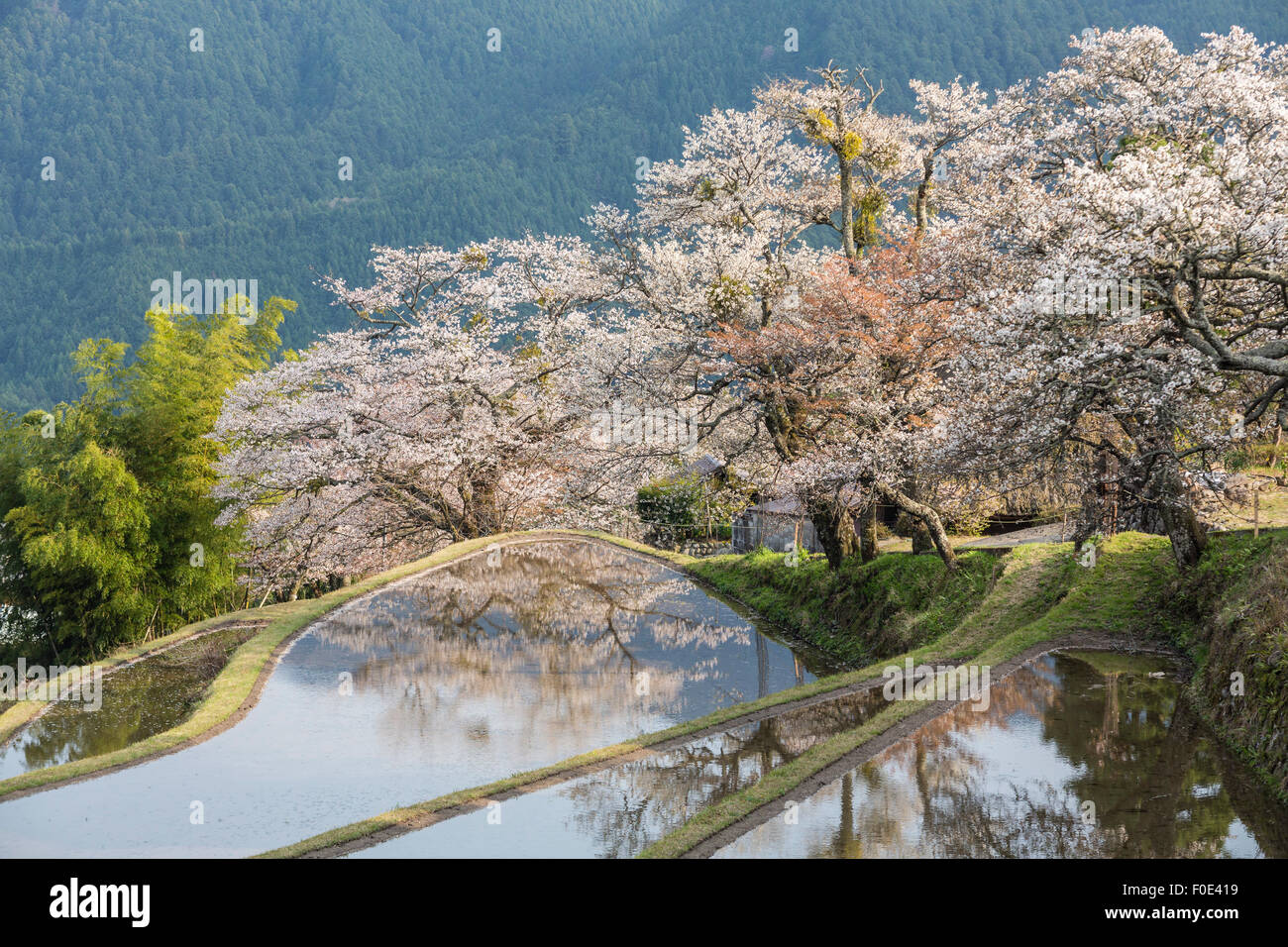 Cherry blossoms and rice terrace in Mie, Japan Stock Photo