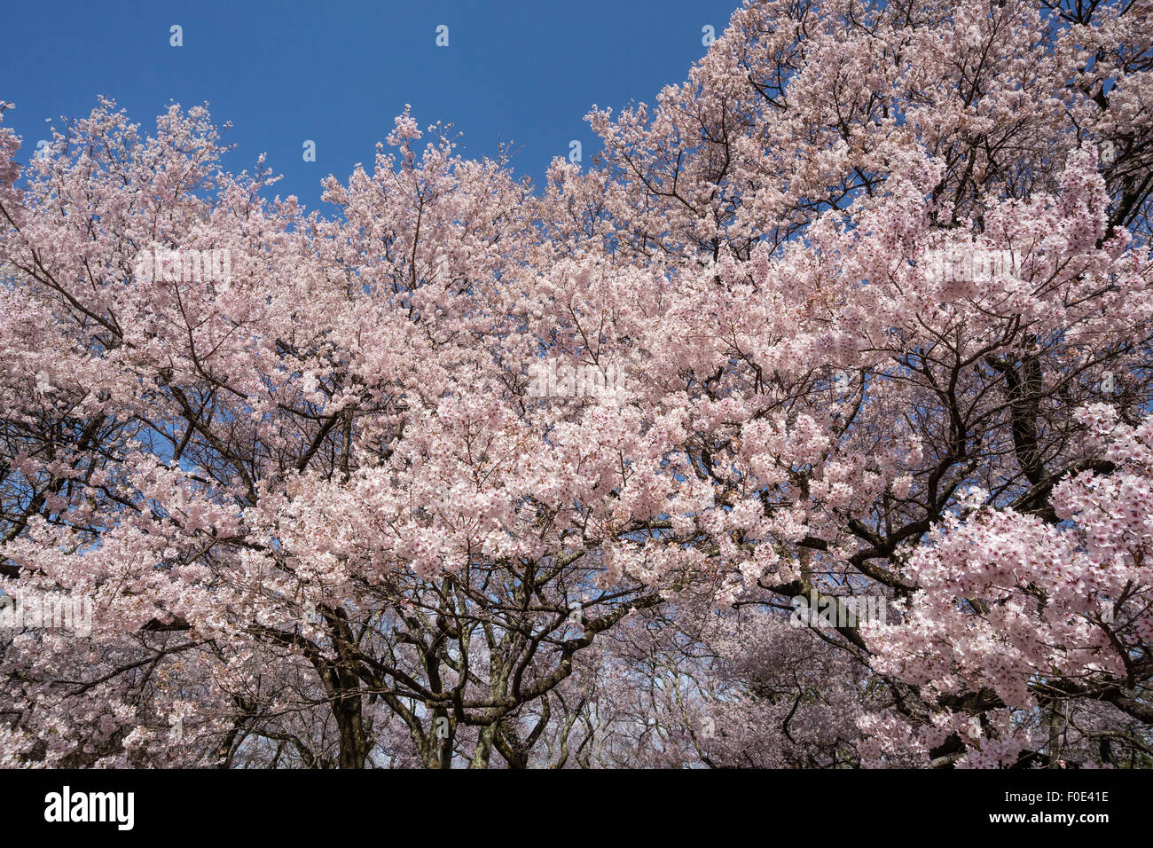 Cherry blossoms at Takato Castle Site in Japan Stock Photo