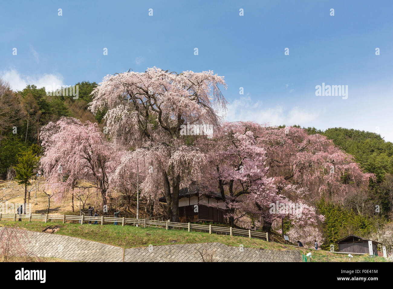 Cherry blossoms at Takato Castle Site in Japan Stock Photo