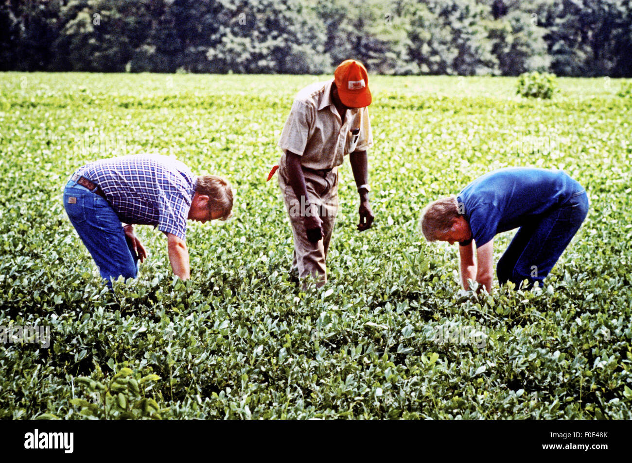 June 1, 1976 - Plains, Georgia, USA - President Jimmy Carter and his brother Billy Carter are joined by a tenant farmer as they assess their summer peanut crop. The Carters own tracts of farmland around Plains, Georgia along with a peanut warehouse in that city, although the President's holdings are held in a blind trust during his presidency. (Credit Image: © Ken Hawkins via ZUMA Wire) Stock Photo