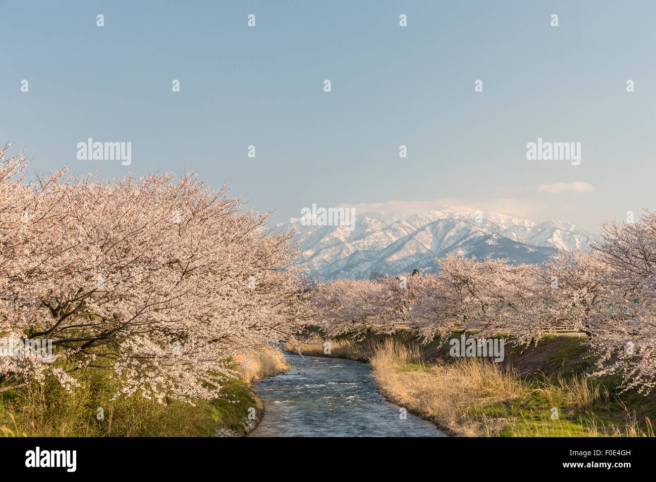 Cherry trees and snow covered mountains in Japan Stock Photo