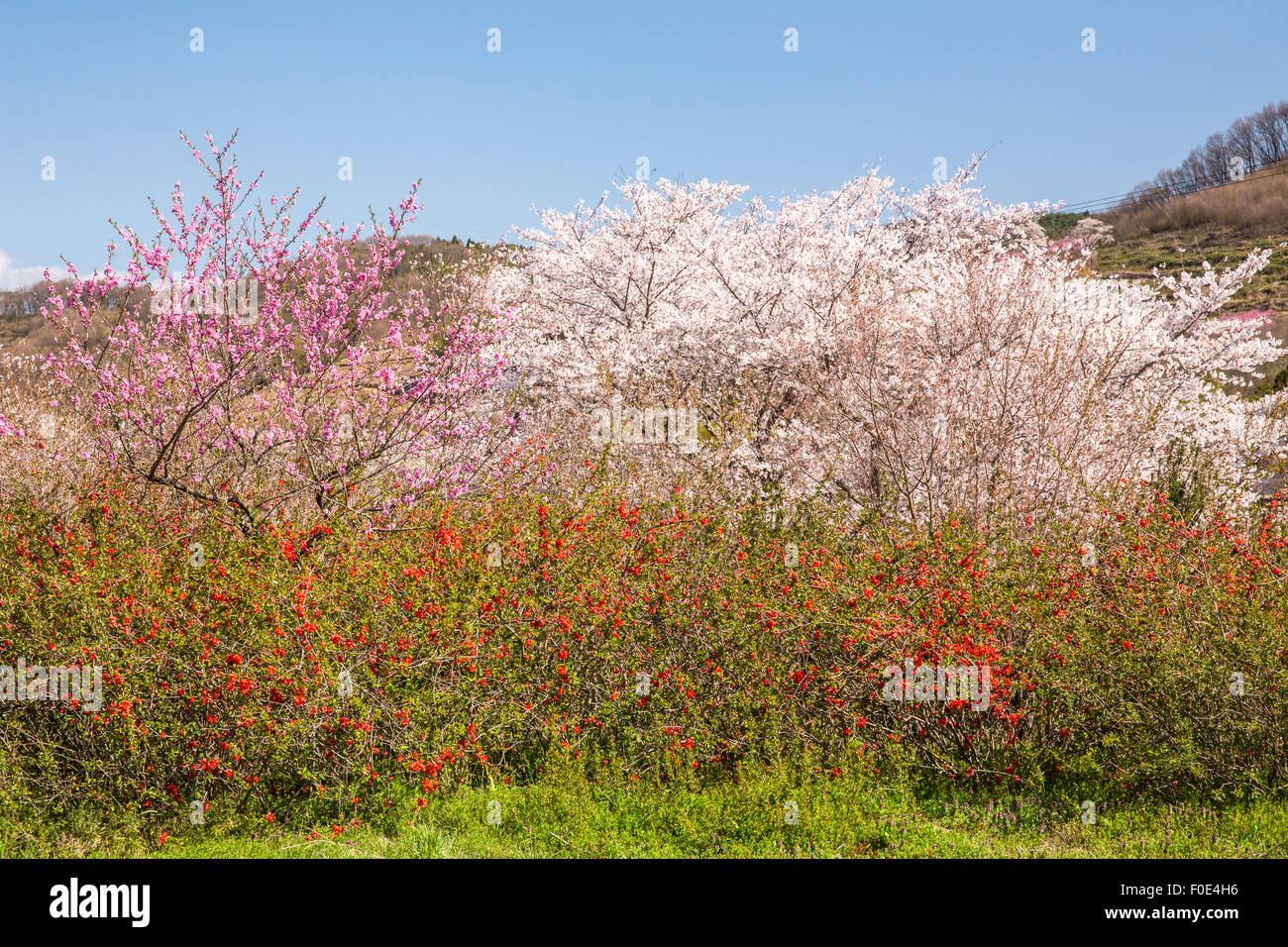 Cherry trees at Hanamiyama Park in Fukushima Prefecture, Japan Stock Photo