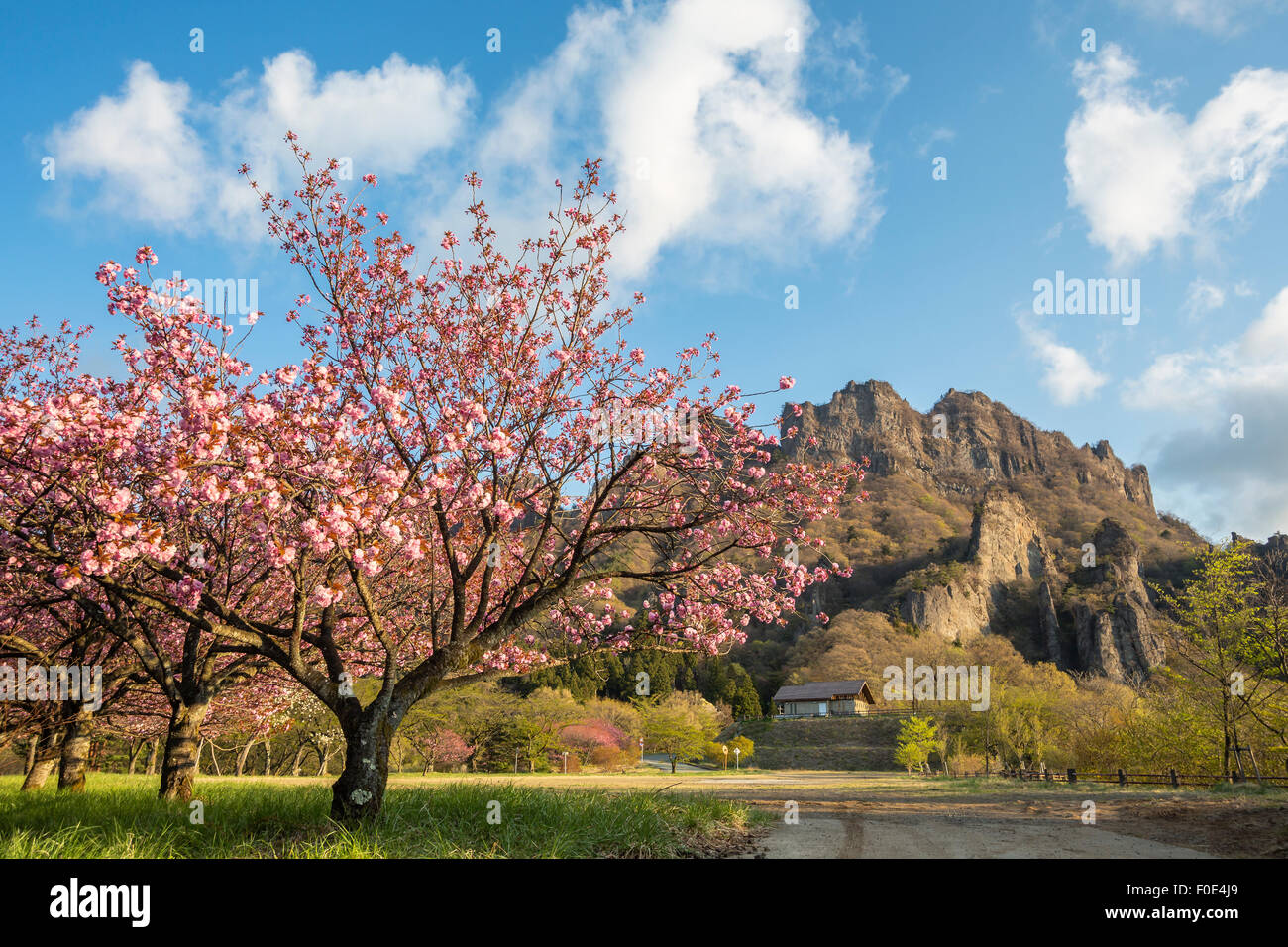Cherry trees and Mt. Myogisan in Japan Stock Photo Alamy
