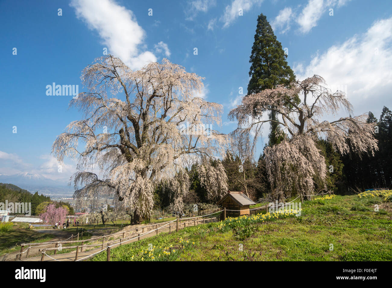 Weeping cherry tree in Nagano, Japan Stock Photo
