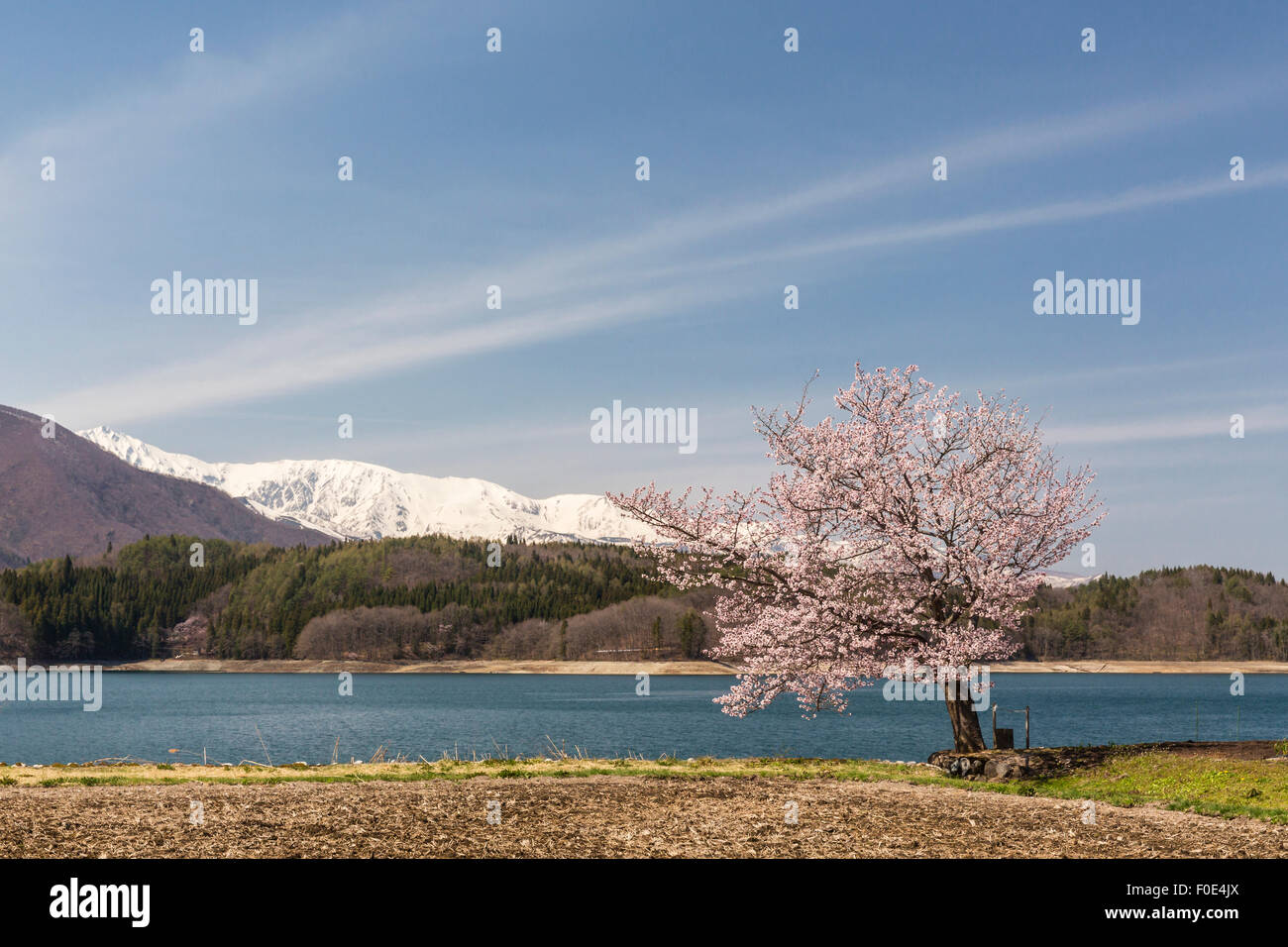 Cherry tree and Lake Aoki in Nagano, Japan Stock Photo