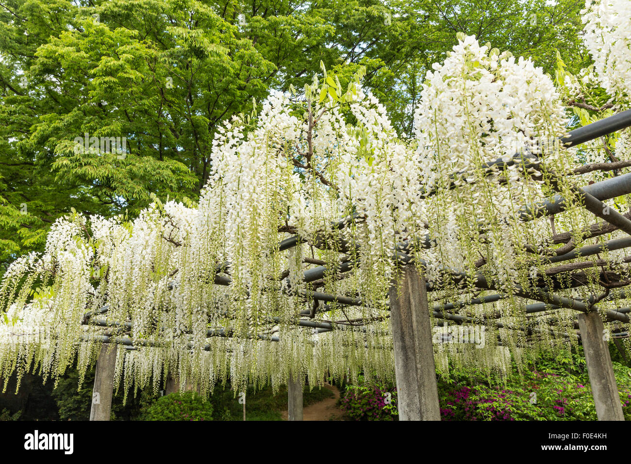 Japanese wisteria at Tamashiki Park in Saitama, Japan Stock Photo