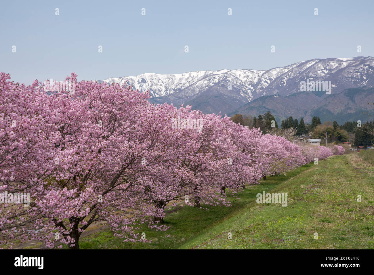 Cherry trees and snow covered mountains in Japan Stock Photo