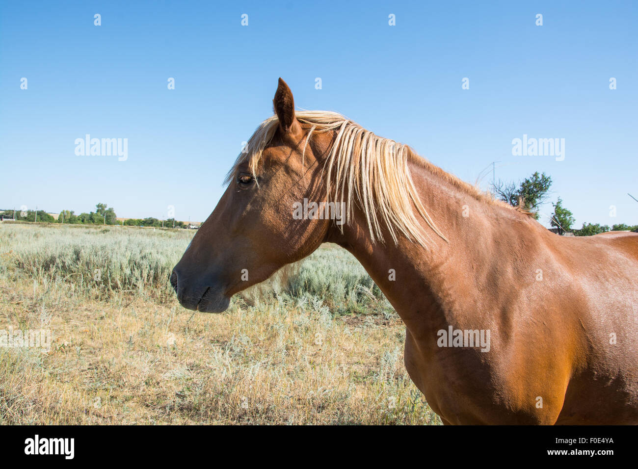 young beautiful brown horse grazing Stock Photo