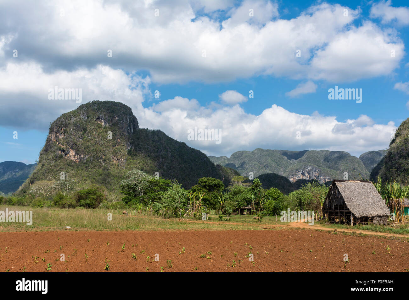 Cultivated Field in Cuba Stock Photo