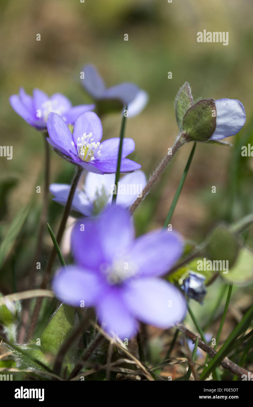 Spring flowers in bloom Stock Photo - Alamy