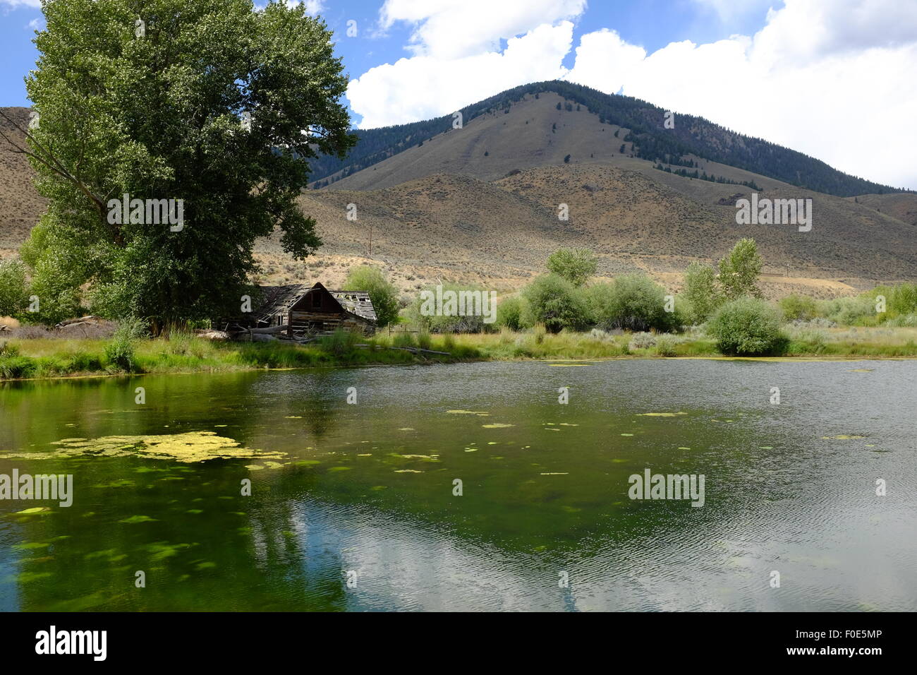 The Steelhead Pond near Clayton, Idaho Stock Photo