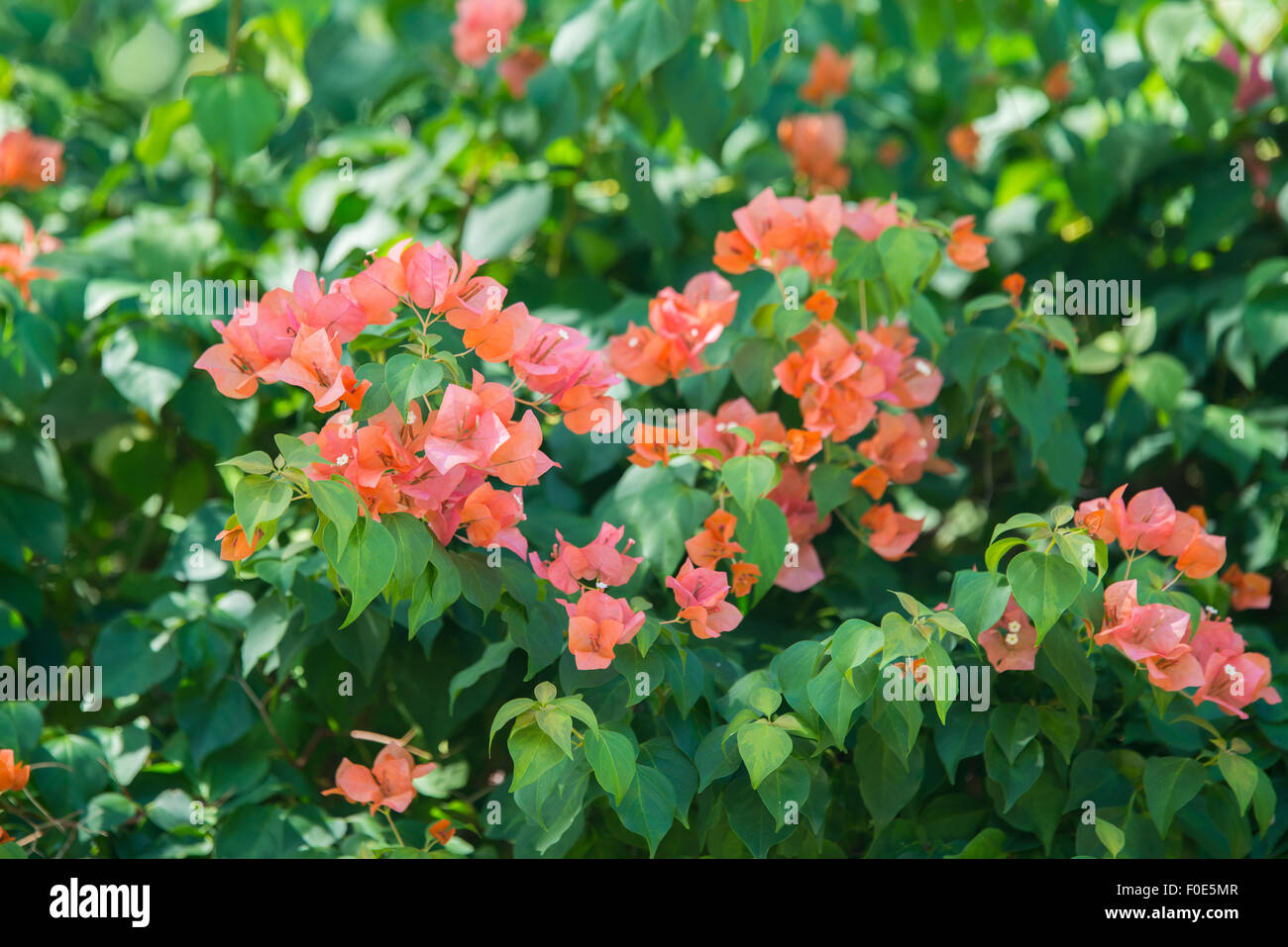 Orange Bougainvillea Hi Res Stock Photography And Images Alamy