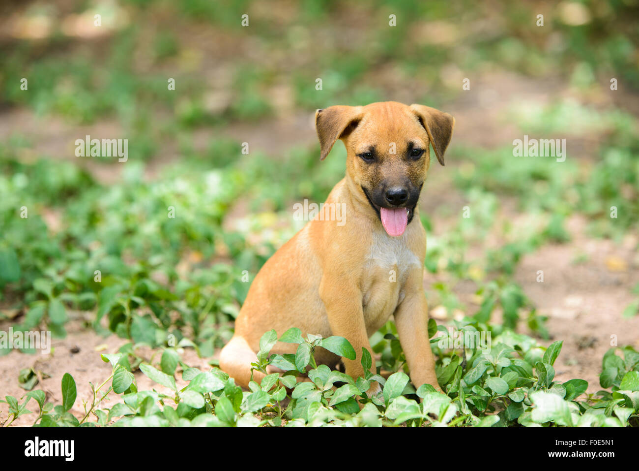 dog sitting on field Stock Photo