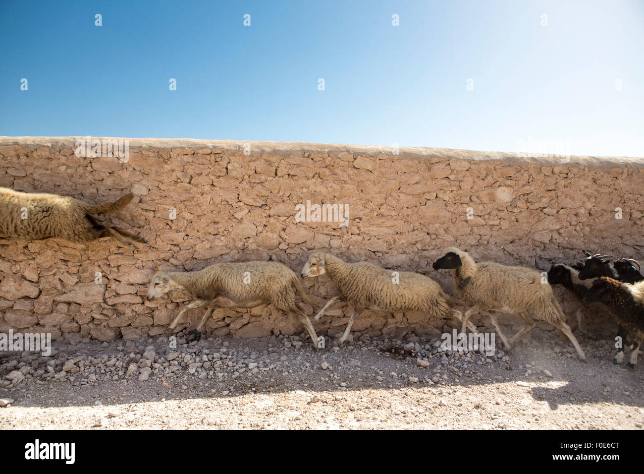 Sheep running away and jumping in the countryside  near Essaouira in Morocco Stock Photo