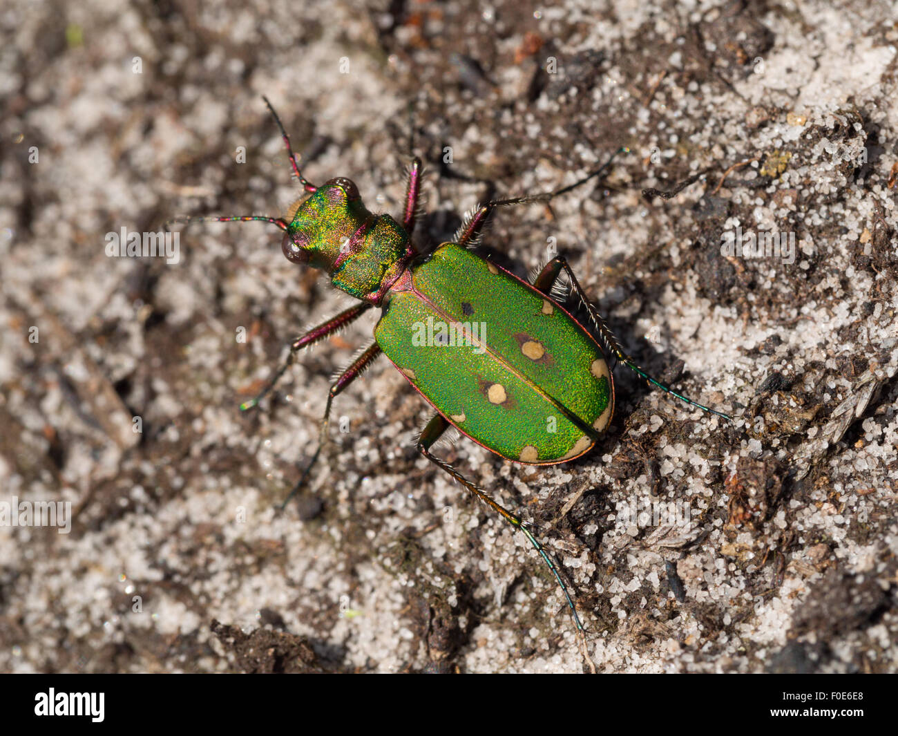 A Green Tiger Beetle in the North York Moors in August. Stock Photo