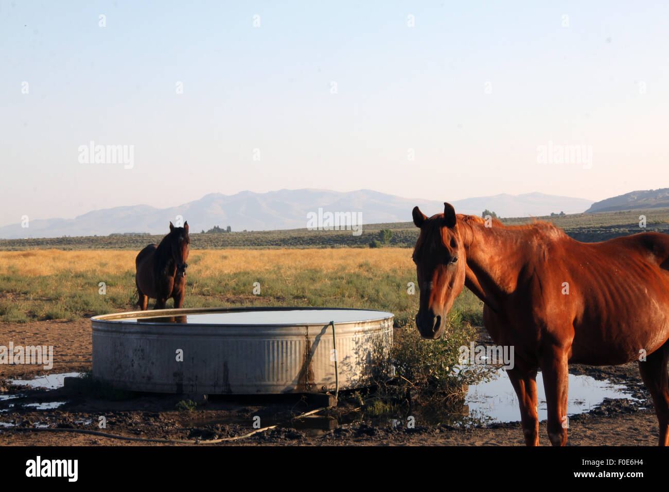 Конское копыто. Корыто лошади. Кормушка для лошадей. Ноги лошади. Лошадь в ванне.