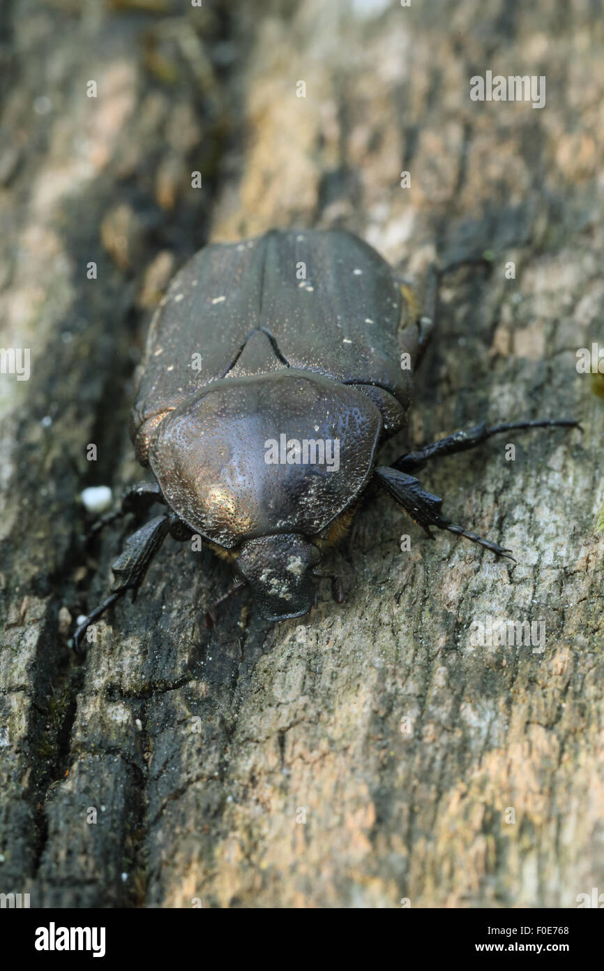 Black Rose Chafer (Protaetia morio Stock Photo Alamy