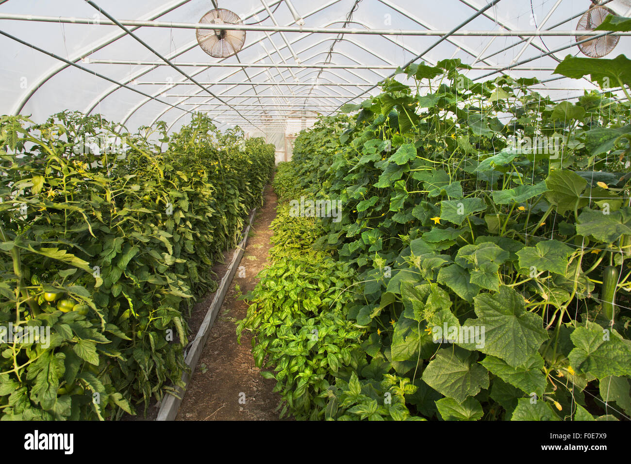 Organically growing tomatoes, basil, bell peppers and cucumbers, tunnel