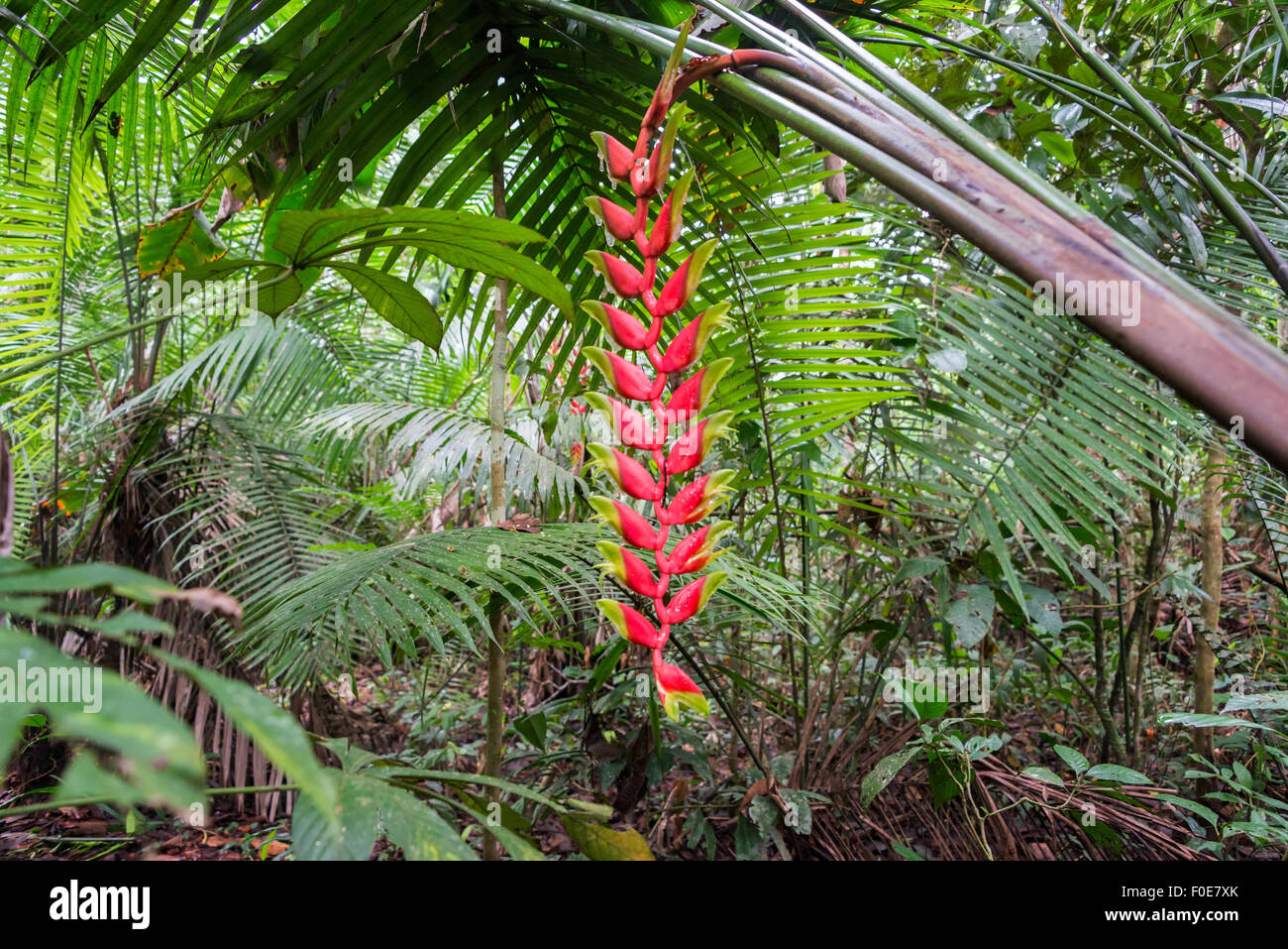 Bright red heliconia rostrata in the Amazon rain forest in Peru Stock Photo