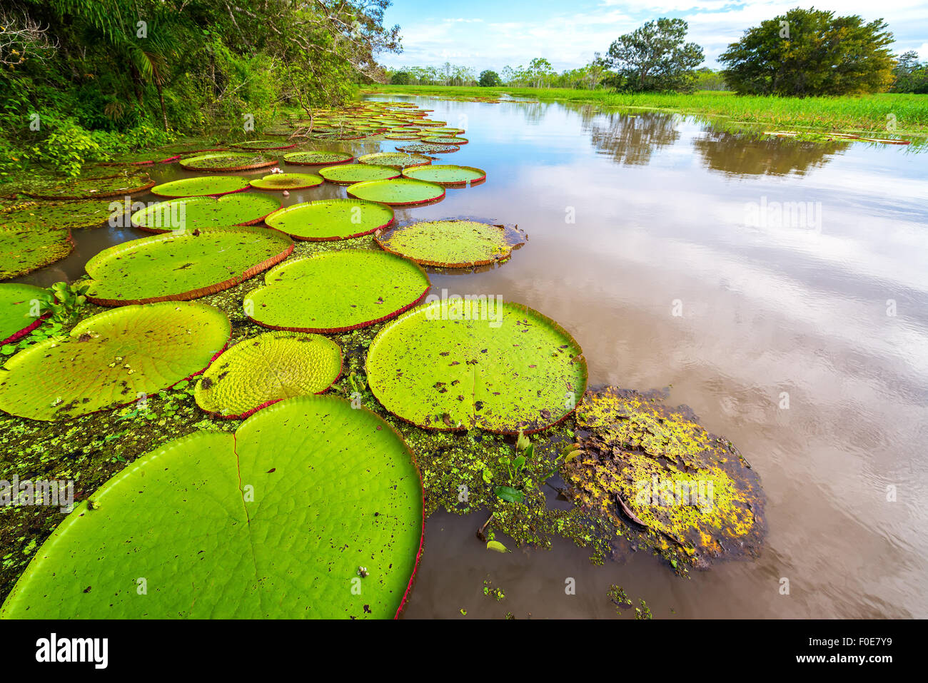 Amazon jungle flower hires stock photography and images Alamy