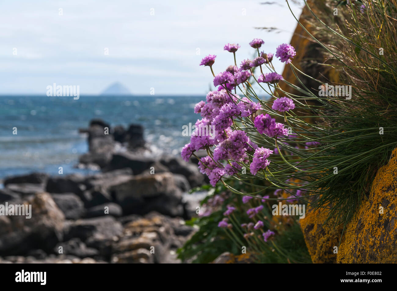 Sea thrift, Armeria maritima, growing out of the rock with Ailsa Craig in the background. Stock Photo
