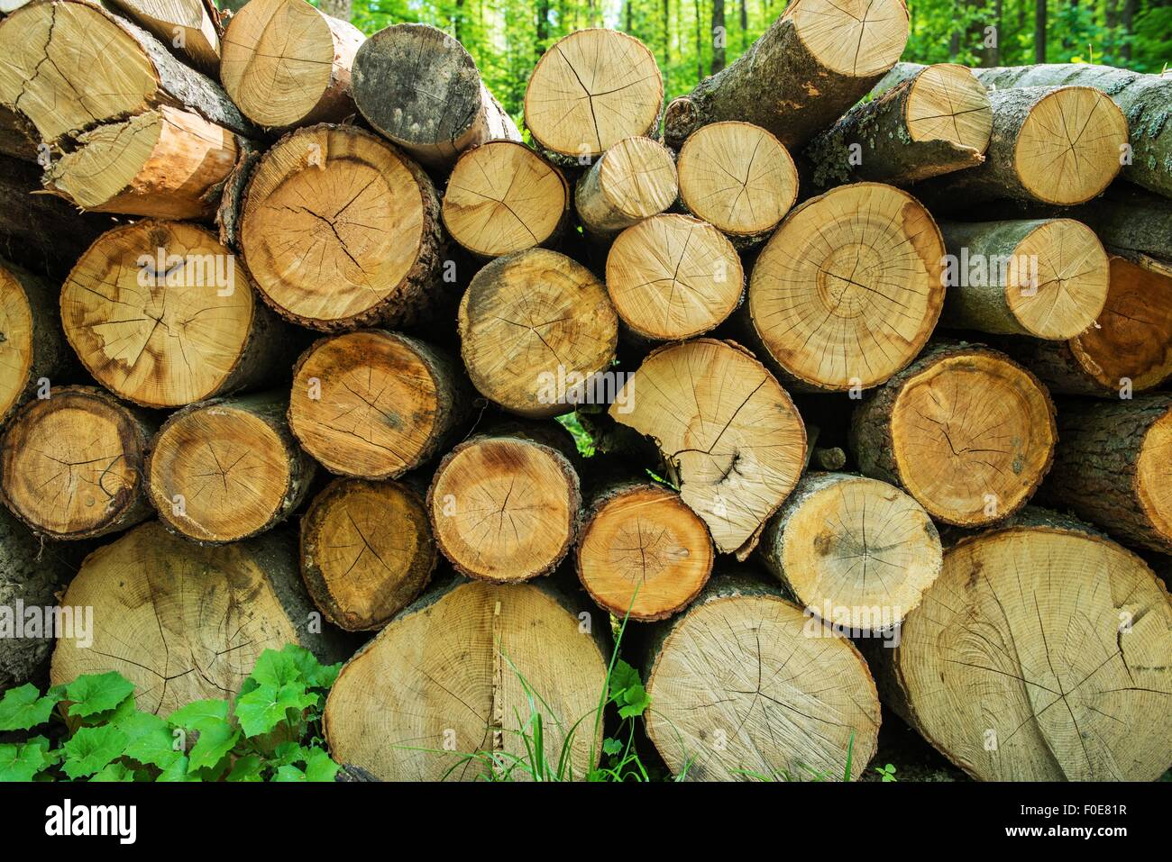 Pile of Fresh Timber. Fresh Cut Wood Logs in the Forest Stock Photo Alamy