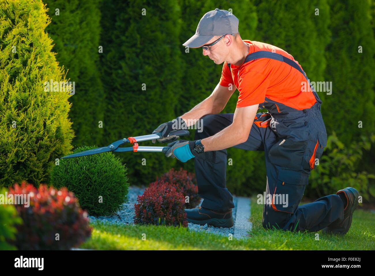 Professional Gardener at Work. Gardener Trimming Garden Plants. Topiary Art. Stock Photo