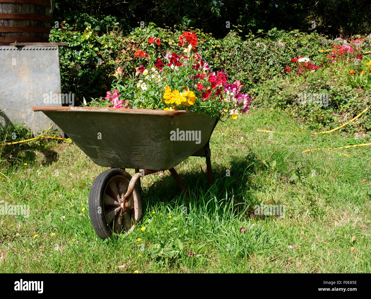 Flowers growing in an old wheelbarrow, Somerset, UK Stock Photo Alamy