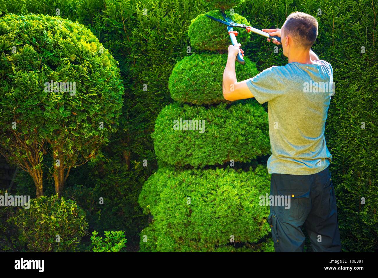 electric topiary trimmer