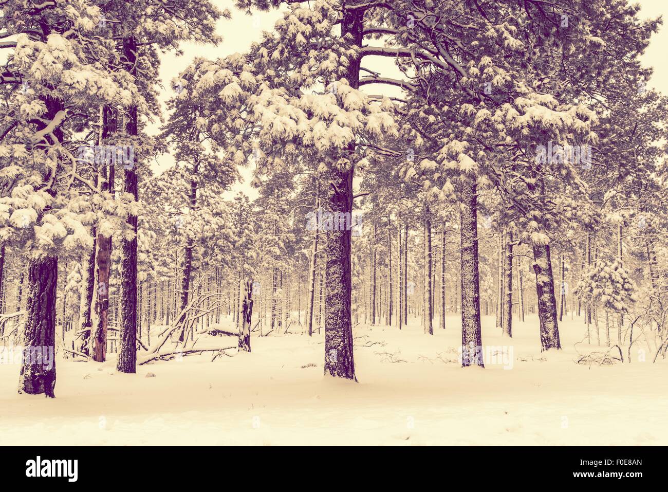 Winter Forest Vista. Northern Arizona Forest Landscape. United States. Stock Photo