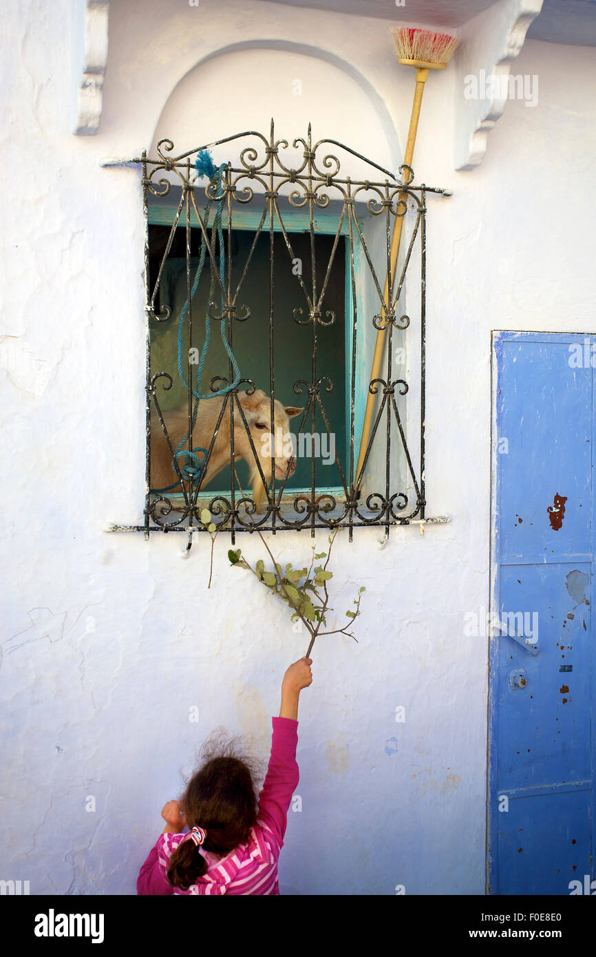 Young girl giving food to a goat In Chefchouen. Morocco Stock Photo