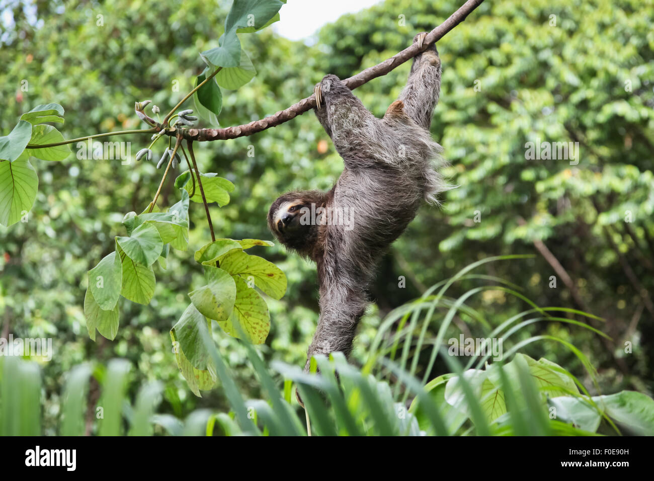 Sloth hanging hi-res stock photography and images - Alamy