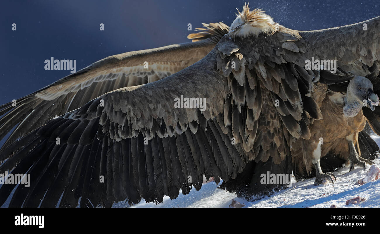 Two Griffon vultures (Gyps fulvus) with wings outstretched facing each ...