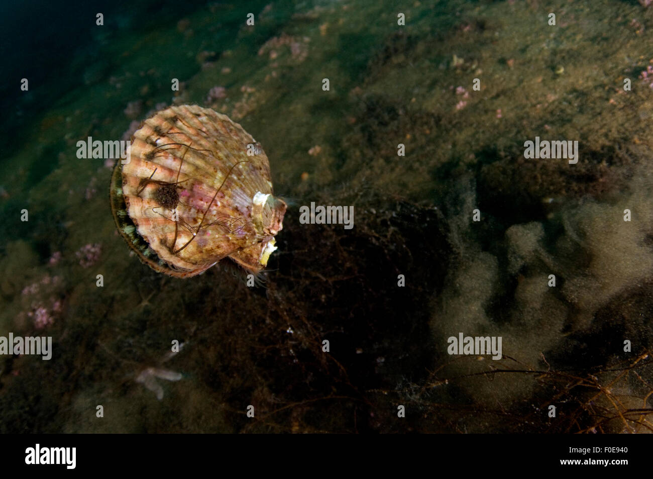 Sea scallops swimming hires stock photography and images Alamy