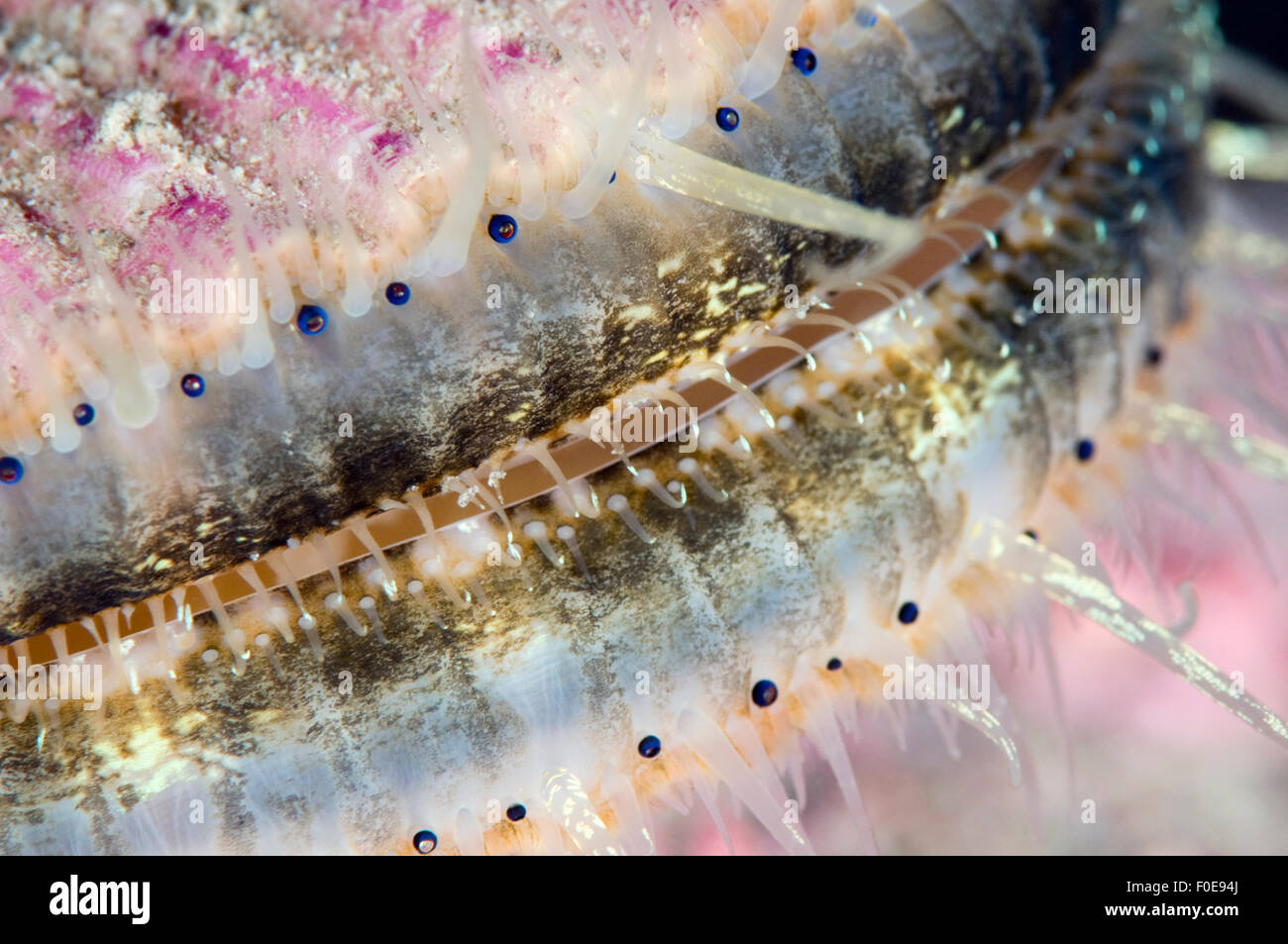 Scallop eyes hires stock photography and images Alamy