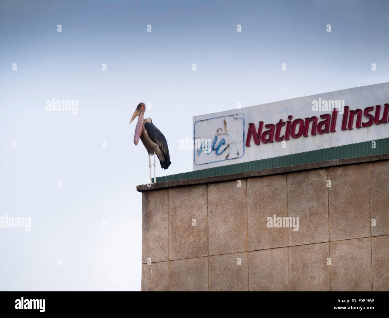 Uganda, Kampala caribou stork solitary Stock Photo