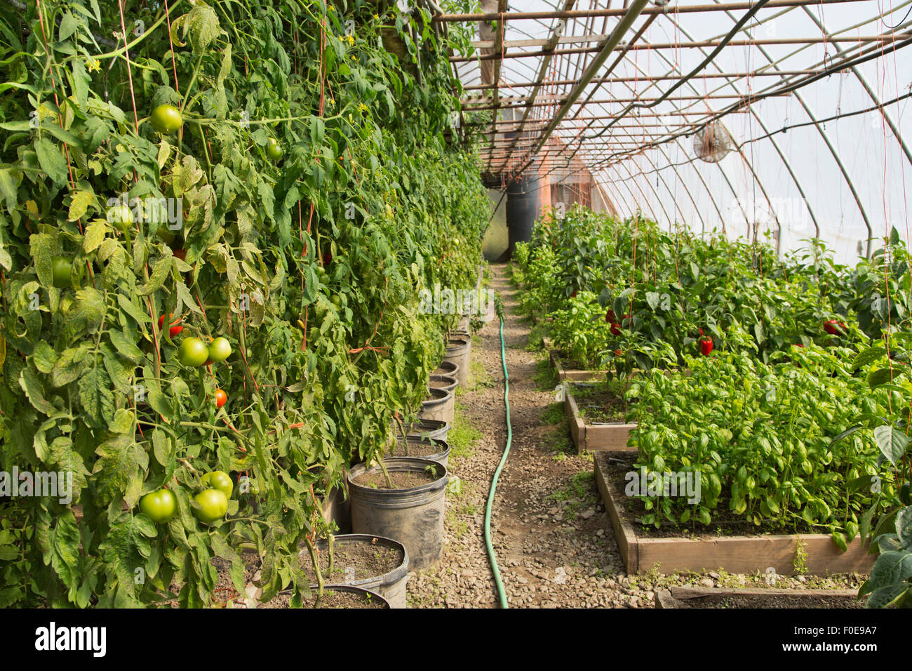 Maturing tomatoes, bell pepper & basil growing, organic, tunnel Stock
