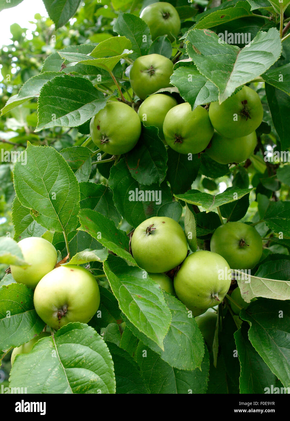 Apples growing on a tree, Taunton, Somerset, UK Stock Photo Alamy