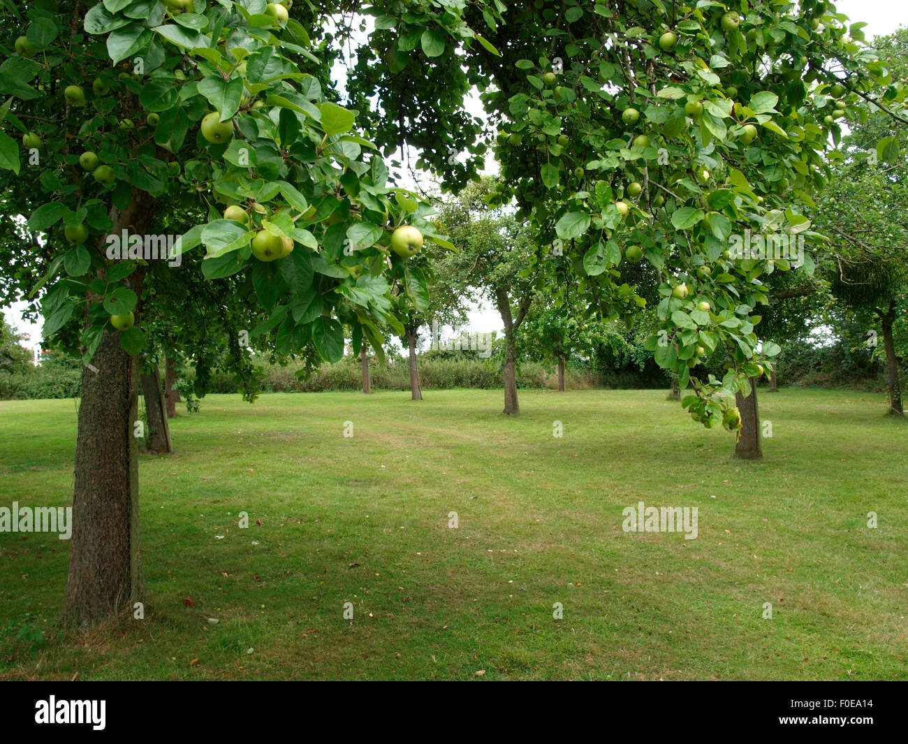 Apple Orchard, Taunton, Somerset, UK Stock Photo