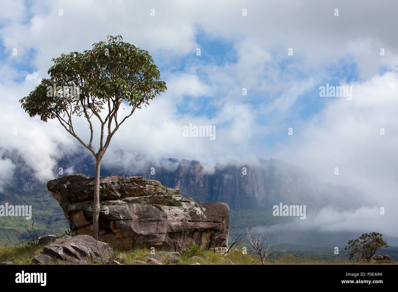 Endemic tree and Mount Roraima in the background with clouds. Gran ...