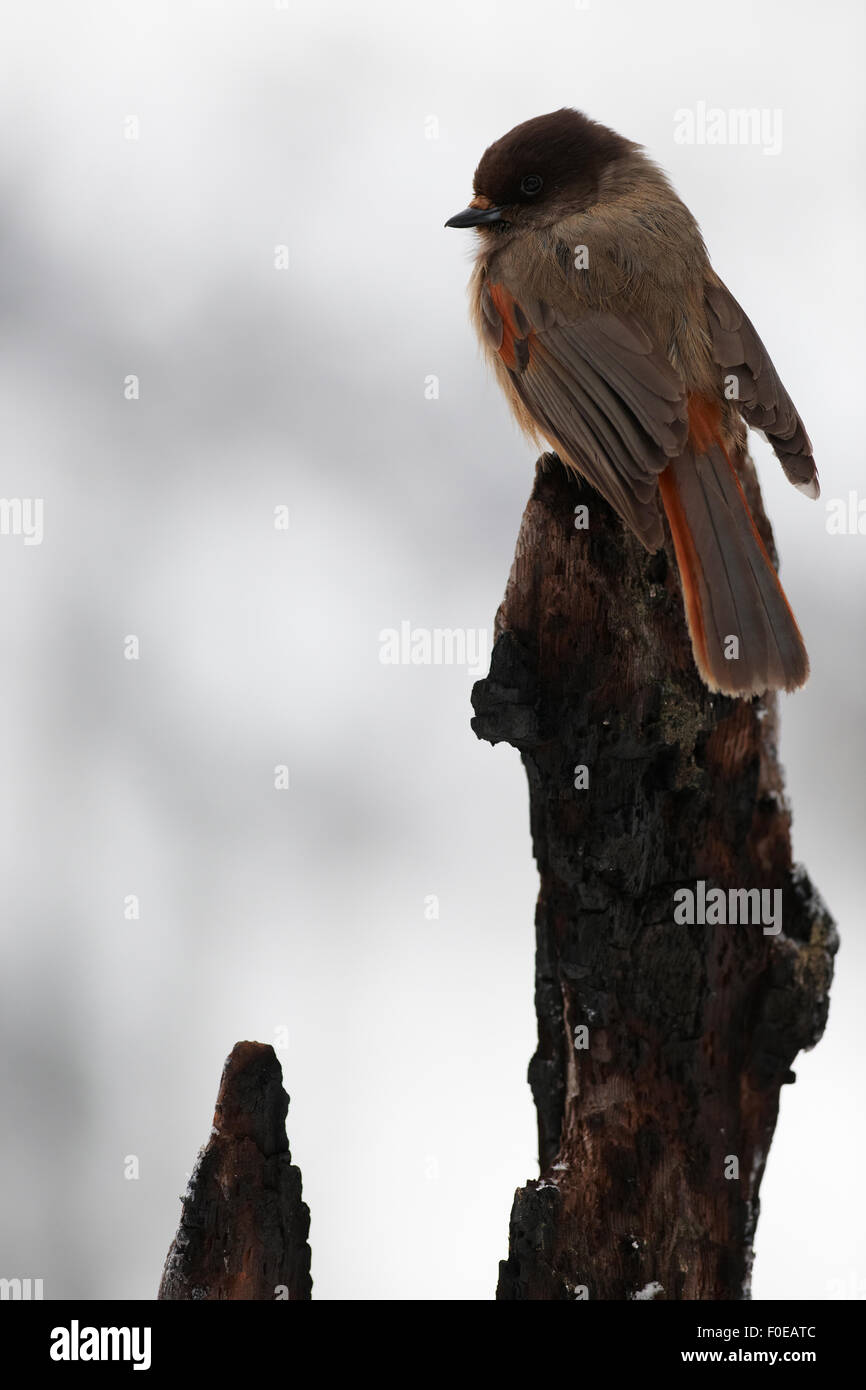 Siberian jay (Perisoreus infaustus) perched on tree stump, Korouma, Posio, Finland, February 2009 Stock Photo