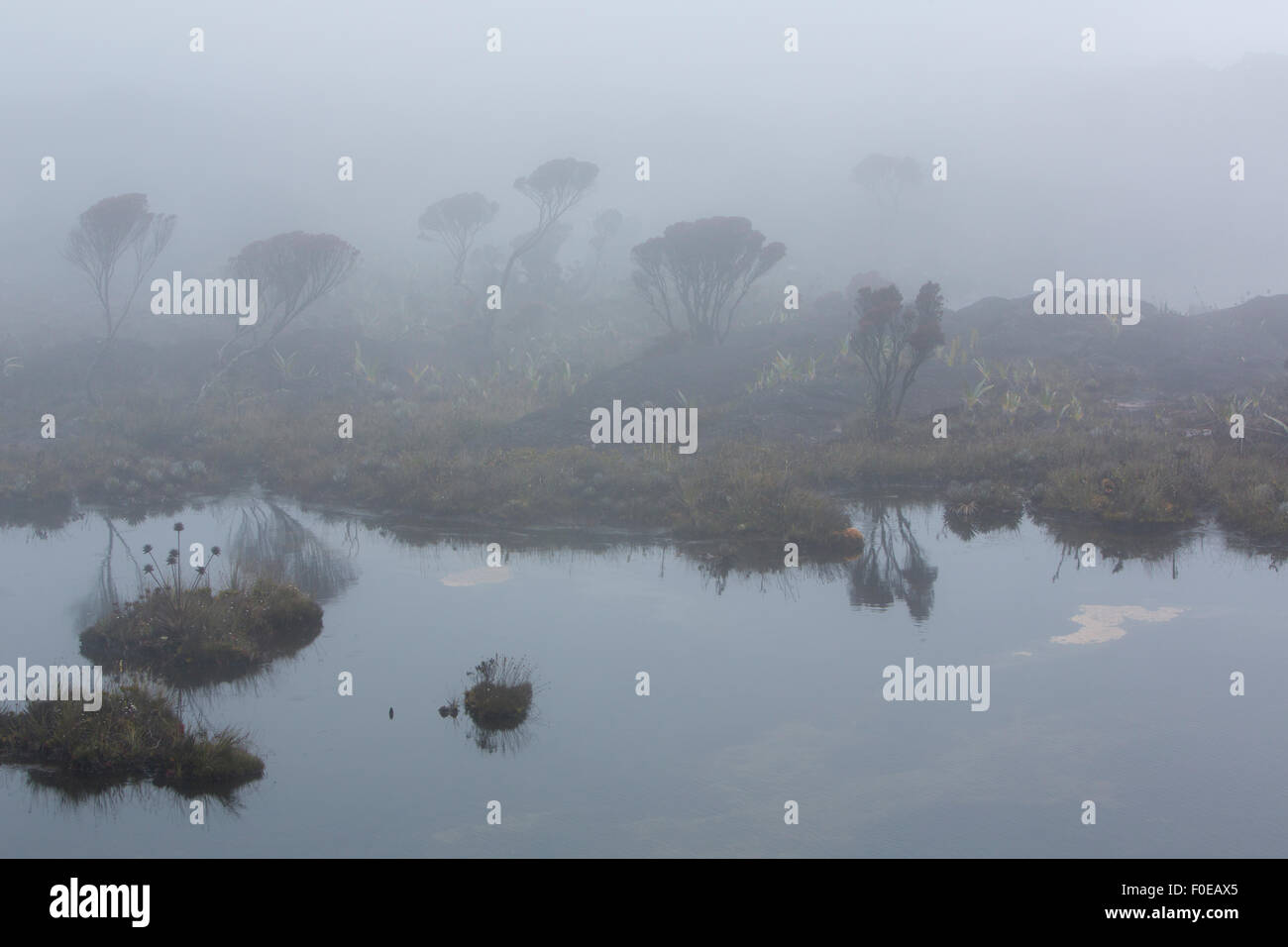 Landscape of water and reflections of endemic plants and flowers at the summit of Mount Roraima Tepui early in the morning, Gran Stock Photo